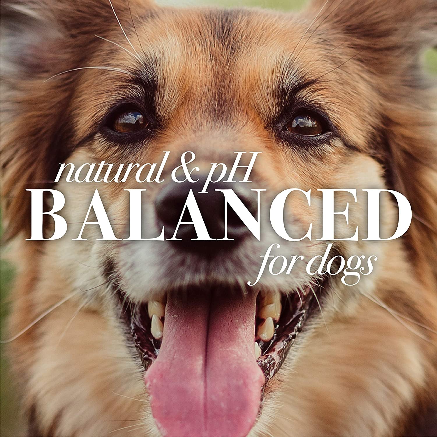 for Pets Naturally Derived Skin Soothing Shampoo with Honey - Dog Shampoo for All Dogs and Puppies - Safe for Dogs with Dry and Sensitive Skin - Made in USA, 16 Ounces