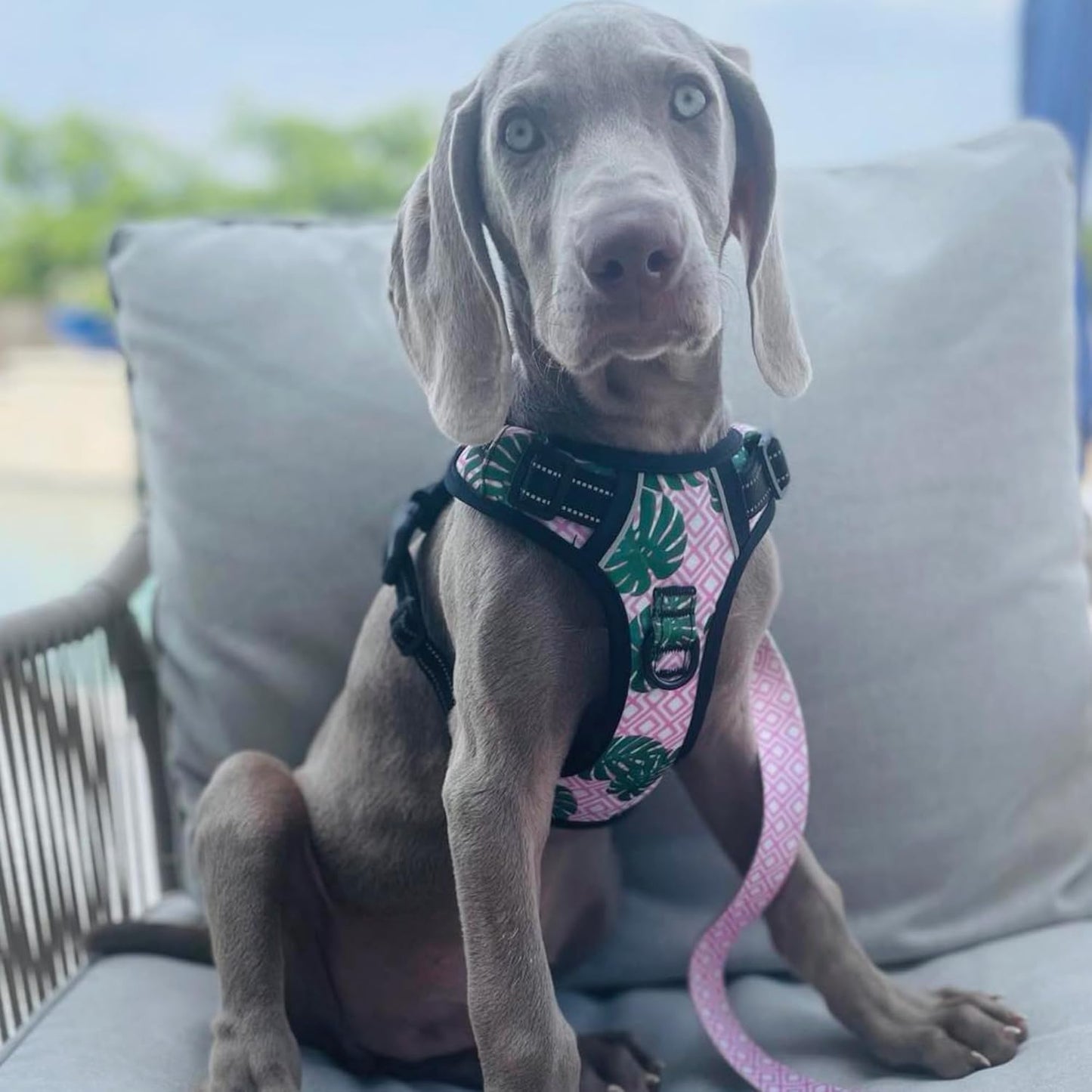 No Pull Dog Harness, Adjustable and Easy to Walk, Cute Patterned Harness for Small Medium Large Male & Female Dogs - Laguna, Large