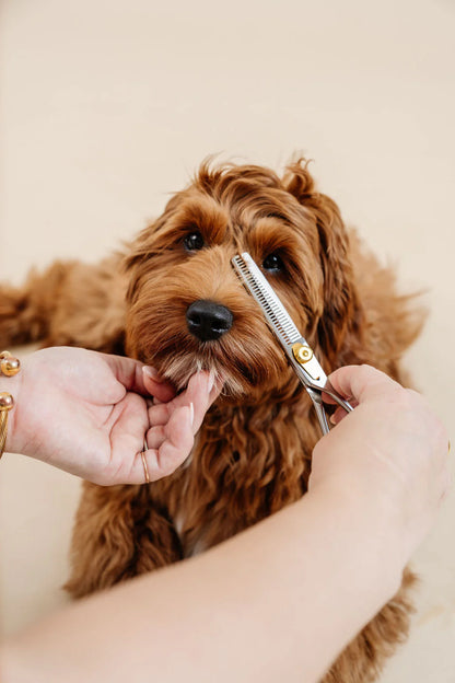 Ultimate Dog Grooming Kit