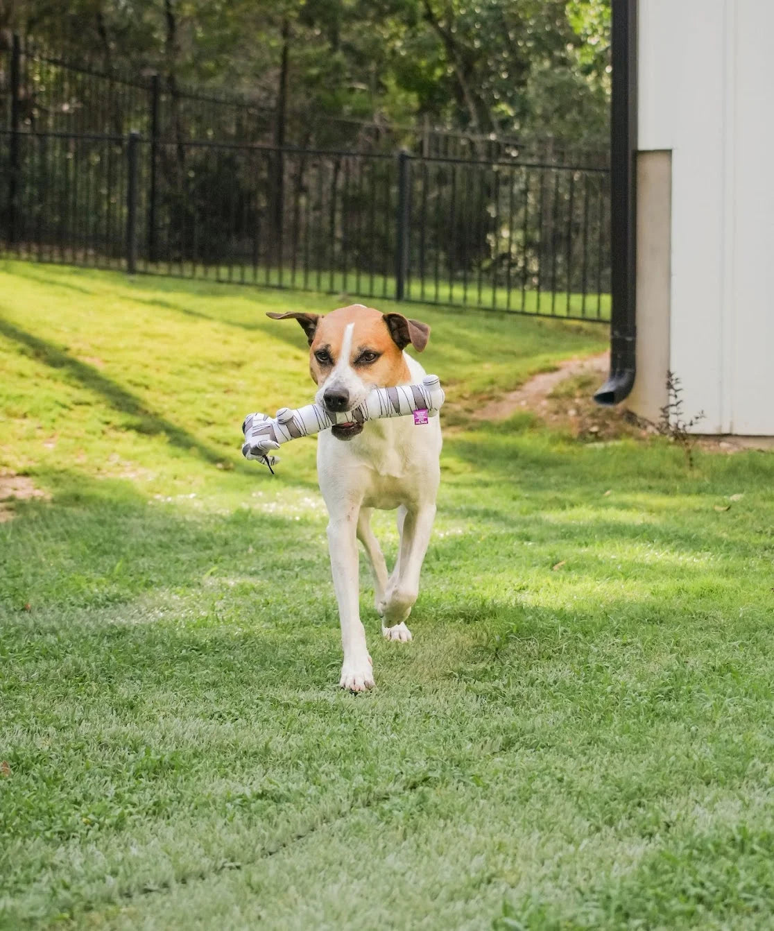 Smiling Loofa Halloween Plush Dog Toy with Squeaker, 2 Piece Multipack, Frankenstein and Mummy, 12"