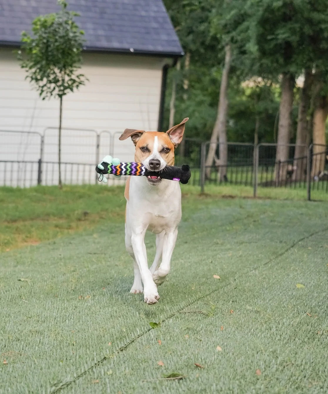 Smiling Loofa Halloween Plush Dog Toy with Squeaker, 2 Piece Multipack, Frankenstein and Mummy, 12"